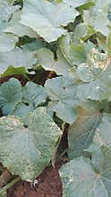 Close up of cucumber plant leaves growing in garden soil