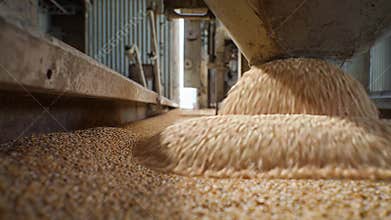Grain processing system filling silo with wheat harvest
