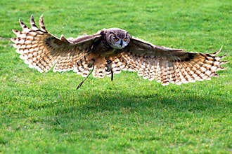 Owl Flying
