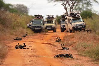 African wild dogs on road near jeeps
