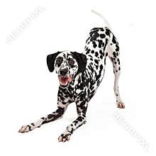 Playful Dalmatian Dog Bowing