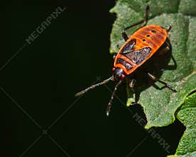 European Firebug Resting on a Green Leaf in Summer