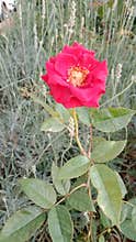 Red Rose Flower Blooming in Garden with Green Leaves