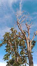Tree with green leaves and bare branches blue sky Damascus