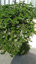 Jasmine bush with white flowers green leaves Damascus garden