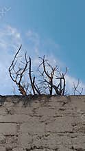Dead tree branches silhouette above concrete wall against blue sky with clouds
