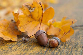 Acorn oak autumn still life