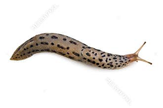 Leopard Slug