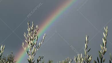 Rainbow and olive branch