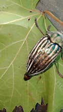 Colorful Striped Metallic Beetle Macro Close Up Nature