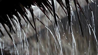 Raindrops fall from roof. Tropical downpour