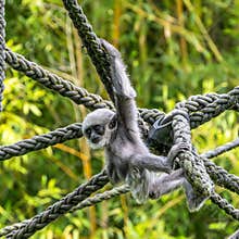 Silvery gibbon baby, Hylobates moloch in a German park