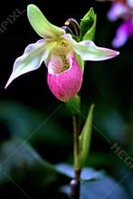 Pink Ladies Slipper