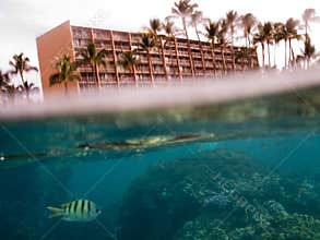 Split under over water photo of tropical fish in front of hotel