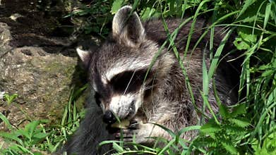 Raccoon