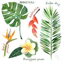 Watercolor tropical plants