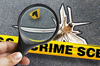 Mosquito Dead Closeup Crime Scene Magnifying Marker