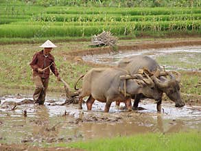 On the Paddy-field