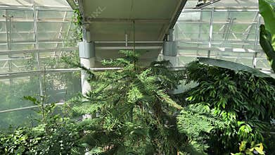 Tall banana palm trees and exotic shrubs fill glasshouse conservatory
