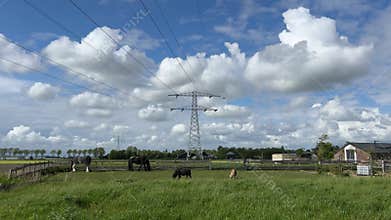 Rural Dutch Grassland with Yellow Dandelions Near Amsterdam, Netherlands