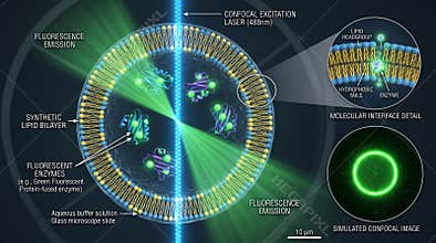 Confocal microscopy analysis of synthetic lipid bilayer vesicle with fluorescent enzymes