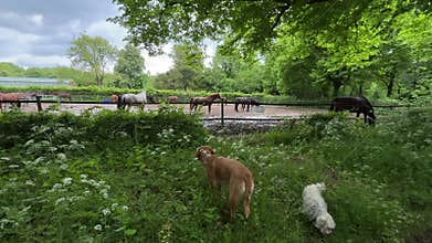 Cute White Dog with Horses at Amsterdam Forest Riding School, Netherlands
