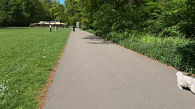 Cute Small White Dog and Short-Haired Golden Retriever in Amsterdam Forest