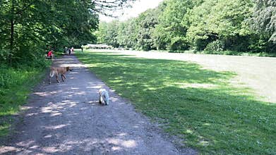 Cute Small White Dog and Short-Haired Golden Retriever in Amsterdam Forest