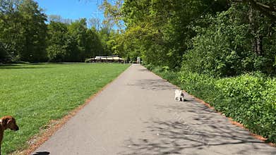 Cute Small White Dog and Short-Haired Golden Retriever in Amsterdam Forest