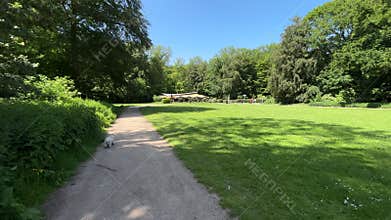 Cute Small White Dog and Short-Haired Golden Retriever in Amsterdam Forest
