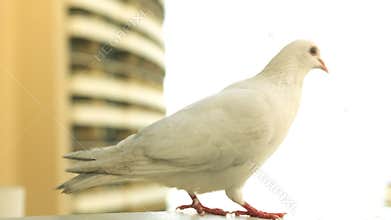 White Pigeon On The Ledge