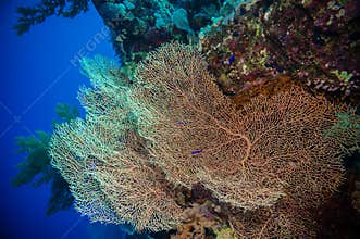 Giant fan (gorgonian) in the current