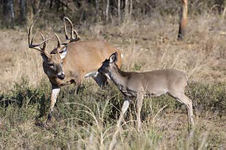 Whitetail Buck trying to corner a doe