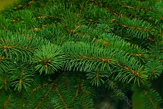 Pine tree