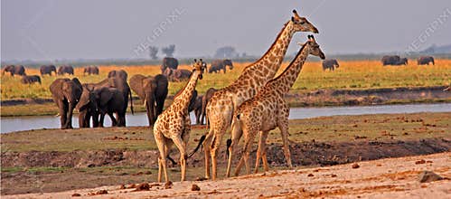 African giraffes.