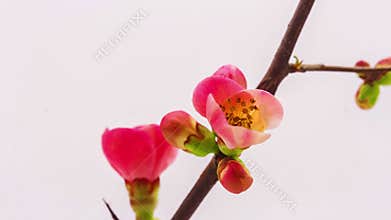 Japanese crabapple blossoming