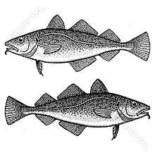 Atlantic Cod in a vintage style