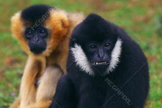 White-cheeked Gibbons