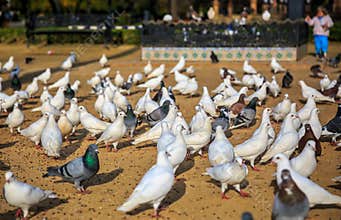 Place crowded of Birds