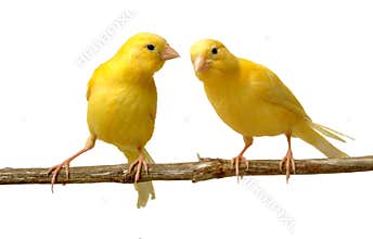 Canaries