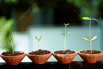 Saplings-New life