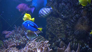 Sea and Ocean life. Wonderful underwater world. Fish in the aquarium.