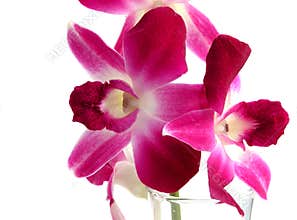 Dendrobium Orchid