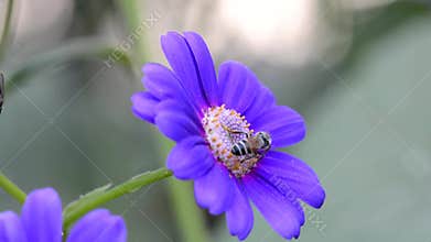 Pollination by Honey Bee