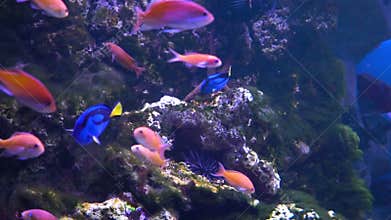 Dory`s cartoon fish. Fish in the aquarium. Many beautiful colorful fish. Slow motion Background
