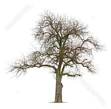 Bare branched apple tree