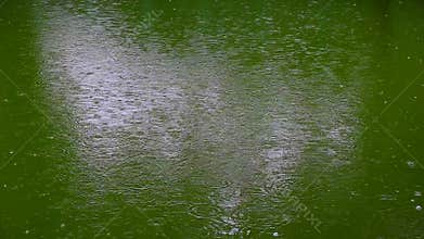 Rain over tropical green pond