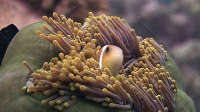 Anemone and clownfish close up underwater on seabed of wildlife Maldives.