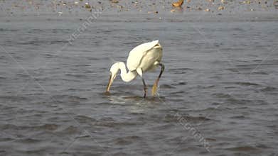 Heron is catching fish