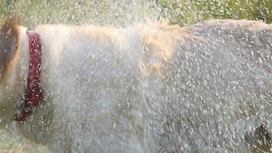 Wet dog shaking off water from his fur at nature. Golden retriever or labrador after swims in the lake. Slow motion